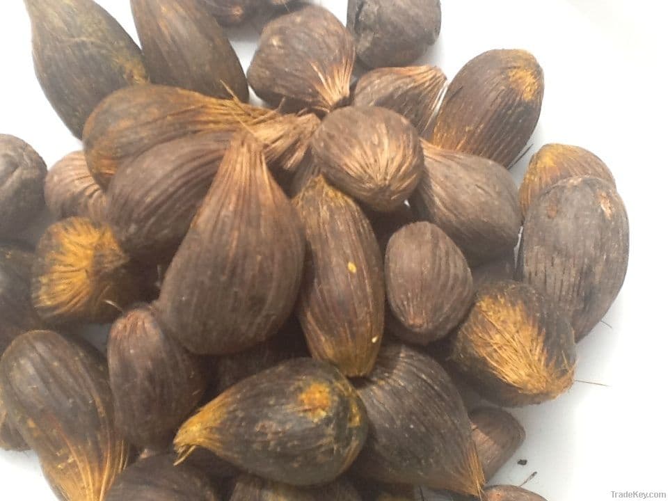 uncracked-palm-kernel-nut