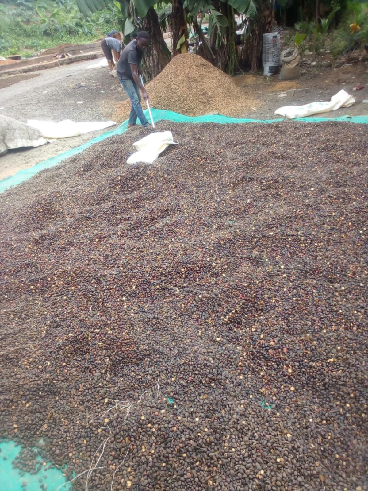 cracked-palm-kernel-nuts